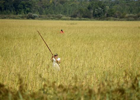 Minnesota's Line 3 pipeline puts a native grain at risk | Popular Science