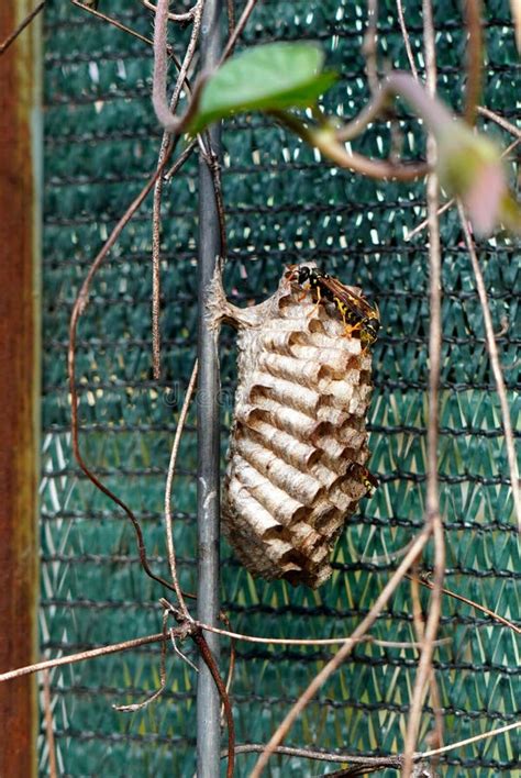 Polistes Genus Paper Wasps Working on Nest Stock Photo - Image of ...