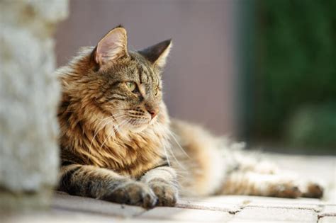 Dealing with Shedding Cats | Superpages