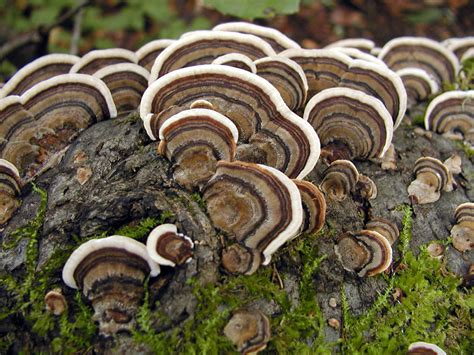 California Fungi: Trametes versicolor