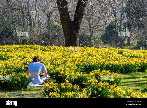 A girl sits amongst a host of golden daffodils in St James Park Stock Photo - Alamy