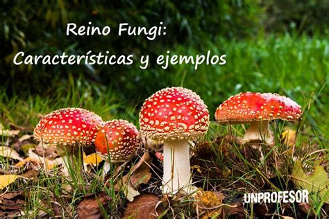 Reino FUNGI: características y ejemplos - ¡¡RESUMEN CORTO!!