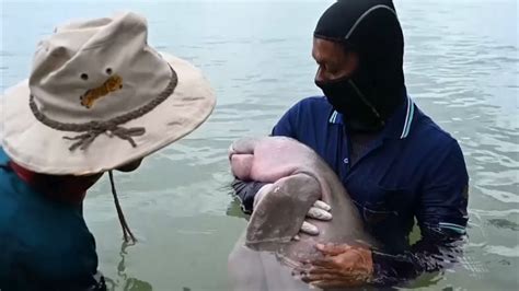 Popular baby dugong dies in Thailand after 'ingesting plastic waste' | Euronews