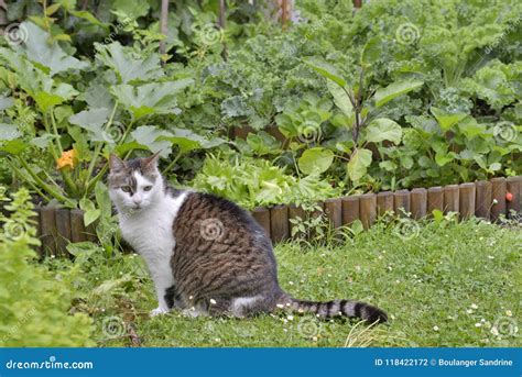 Cute Female Cat in Vegetable Garden Stock Photo - Image of cute, female ...