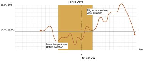 What is fertility awareness? How to track fertility using basal body temperature. | ONiO