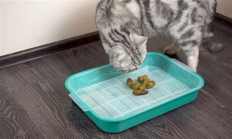 Cat Poop: Everything You've Ever Wanted to Know - A-Z Animals