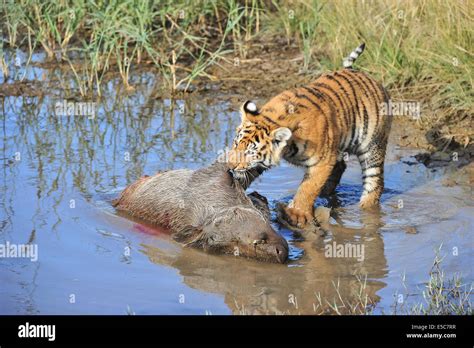 Tiger habitat loss bengal hi-res stock photography and images - Alamy