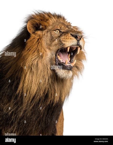 Roaring Lion Head High Resolution Stock Photography and Images - Alamy