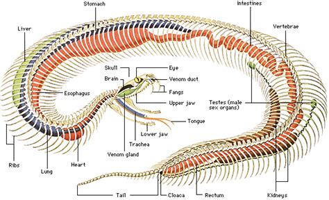 Get the cold-blooded facts on Reptiles. http://www.worldbook.com/content-spotlight/item/1337 ...