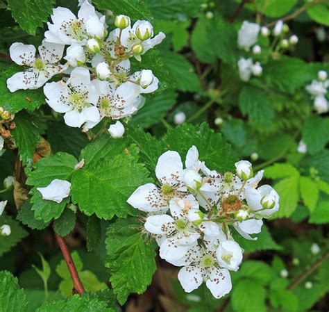 Zindel Park Trails (10) | Flowering blackberry (probably Rub… | Flickr
