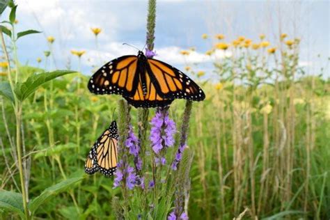 Years of monarch butterfly research shows how adding habitat will help conservation