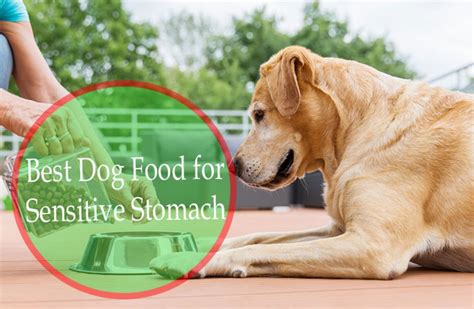 Best Dog Food for Sensitive Stomach