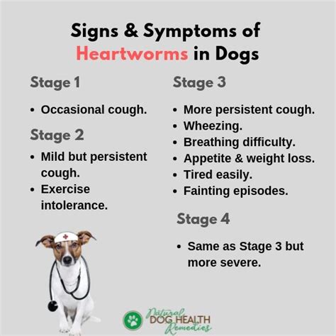 How Would You Know If Your Dog Has Heartworms