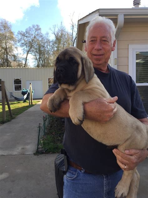 English Mastiff Puppies For Sale | Dayton, TX #290492