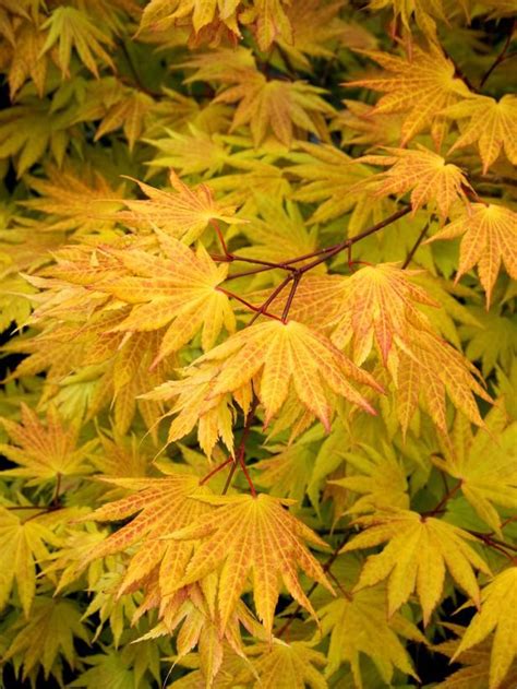 25 Plants and Trees for Winning Fall Color | Small trees, Trees to plant, Garden trees