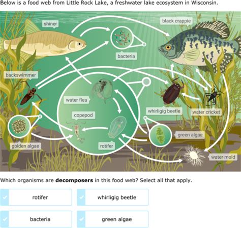 IXL | Interpret food webs I | 6th grade science