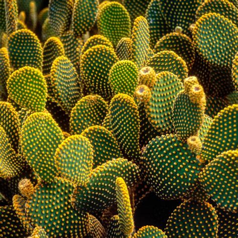 Mixed Opuntia Species Seeds, Cactus Seeds, Variety#062 – Mays Garden Seed