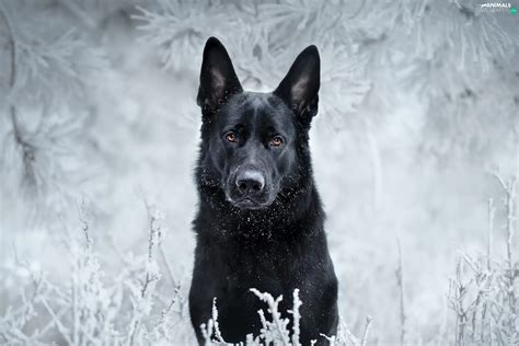 German Shepherd Dog Snow