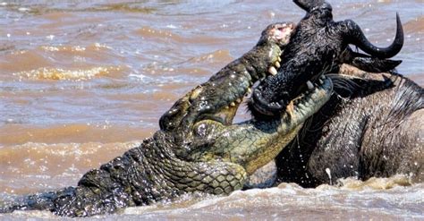 Crocodile Vs Bear