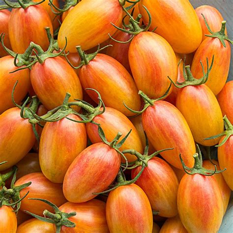 Blush Tomato Seeds | Heirloom | Organic | Tim's Tomatoes