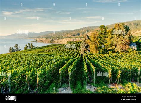 Okanagan Valley, vineyards near Penticton, British Columbia, Canada Stock Photo - Alamy