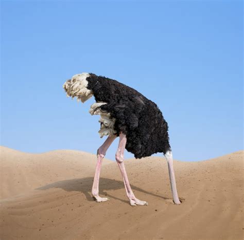 Create meme "ostrich, the ostrich head in the sand" - Pictures - Meme-arsenal.com