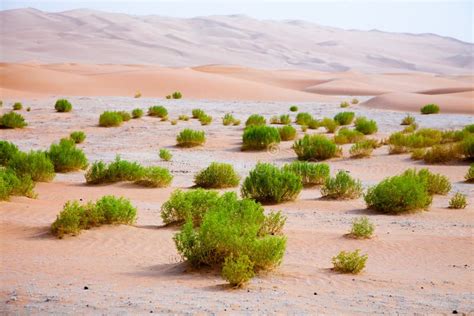 Surviving Plants on the Sand Dunes of Liwa Oasis, United Arab Emirates Stock Photo - Image of ...