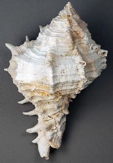 Phyllonotus fossil murex snail shell (Fort Thompson Format… | Flickr