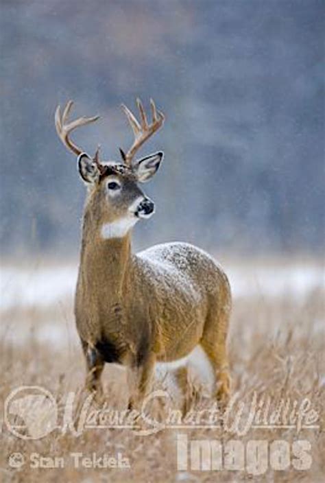 White-tailed Deer Antlers Fascinate, but Why? - Adventure Publications