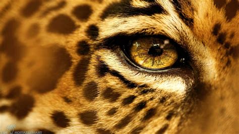 animals, Eyes, Jaguars Wallpapers HD / Desktop and Mobile Backgrounds