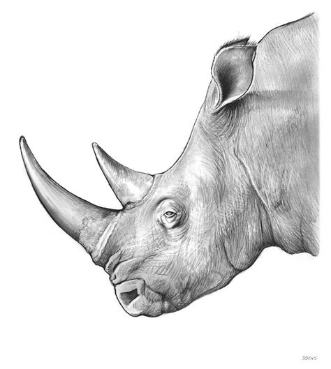 Rhino Drawing by Greg Joens