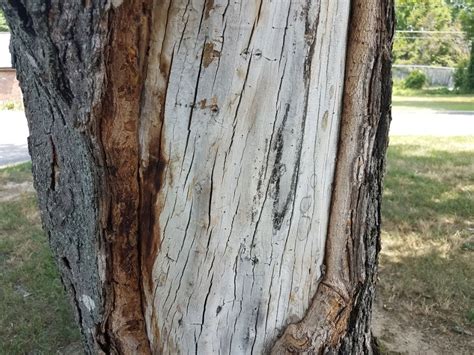 Tips For Repairing Tree Bark Damage