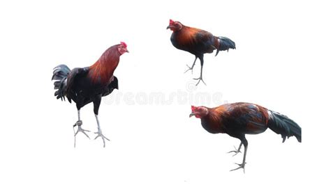 Fighting Rooster Isoleted in White Stock Image - Image of chicken, dark ...