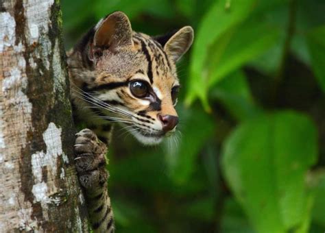 One of the lesser known felines of the Honduran rainforest, the beautiful Margay depends on ...