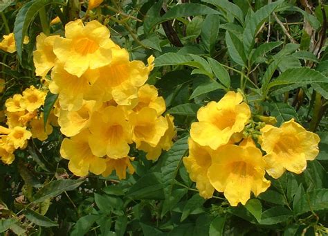 An eco-friendly, medicinal garden secret: Yellow Bells – The Tico Times | Costa Rica News ...