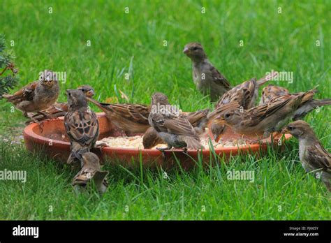 Sparrows flock feeding hi-res stock photography and images - Alamy