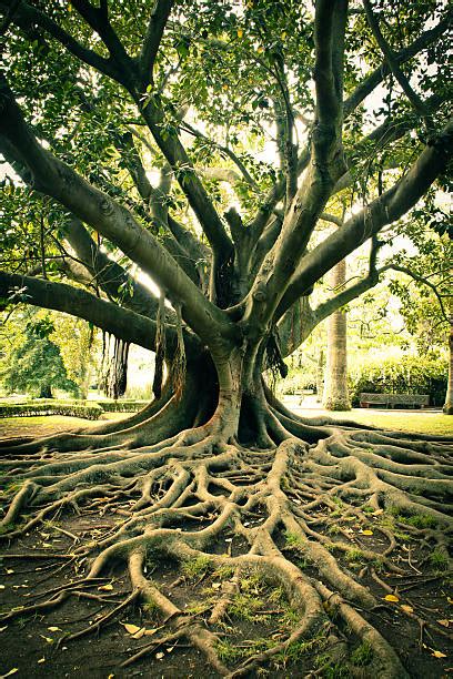 Old Tree Roots Stock Photos, Pictures & Royalty-Free Images - iStock