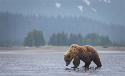 Lake Clark National Park: 5 Best Hiking Routes & More