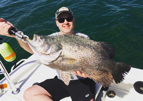 Good Tripletail Action! – SpaceFish