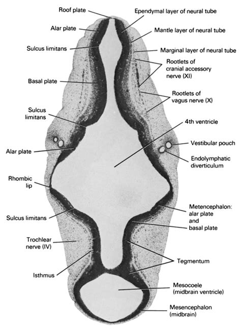 Atlas of Human Embryos Figure 6-7-3