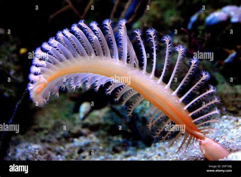 Sea pen (Pennatula phosphorea) is a colonial soft coral Stock Photo - Alamy