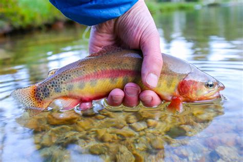 Discover the Official California State Freshwater Fish (And Where You Can Catch Them) - A-Z Animals