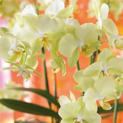 Phalaenopsis | Growing orchids, Orchids, Phalaenopsis orchid