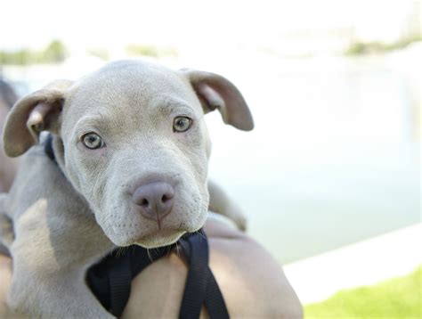 Cupcake.#pitbull #puppy | Babies beauties and pets ll | Pinterest | Dog, Pit bull and Animal