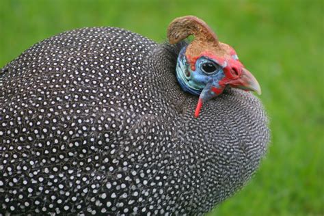 Guinea fowl - Stock Image