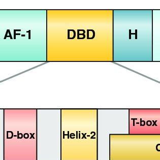 (PDF) Nuclear Receptor Structure: Implications for Function