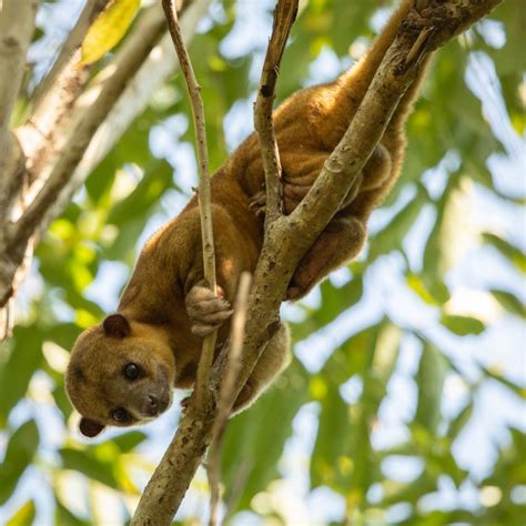 16 Kinkajou Facts - Fact Animal