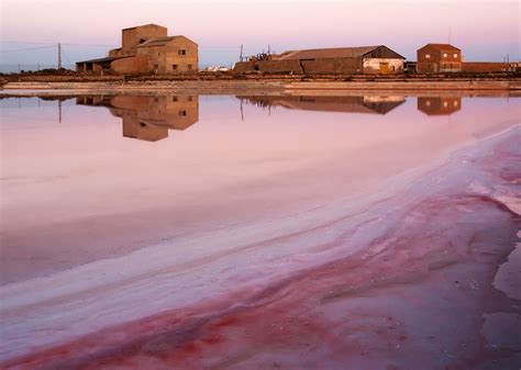 Color púrpura-rosado producido principalmente por 'Halobacterium salinarum' (arquea), 'Artemia ...