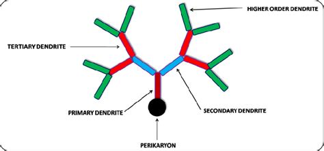 Dendritic branching ordering. | Download Scientific Diagram