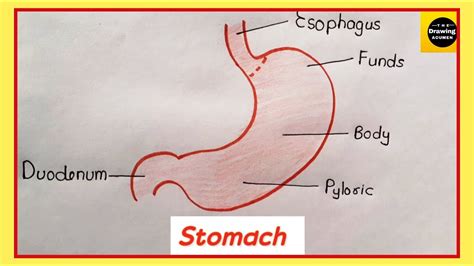 How To Draw Stomach Labelled Diagram Stomach Diagram Easily And Step ...